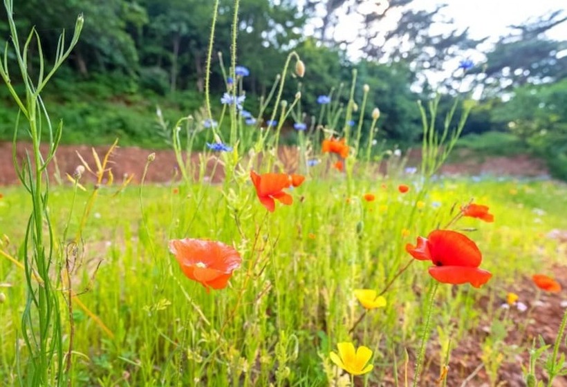 Taean Happy Good Morning Pension