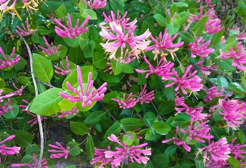 Yongin Byeolbaragi Pension