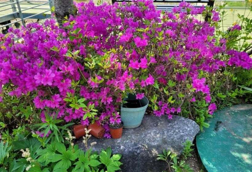 Gapyeong Chorok Jeongwon Gyegok Dokchae Pension