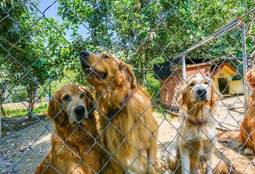 Goesan Romi House Pension