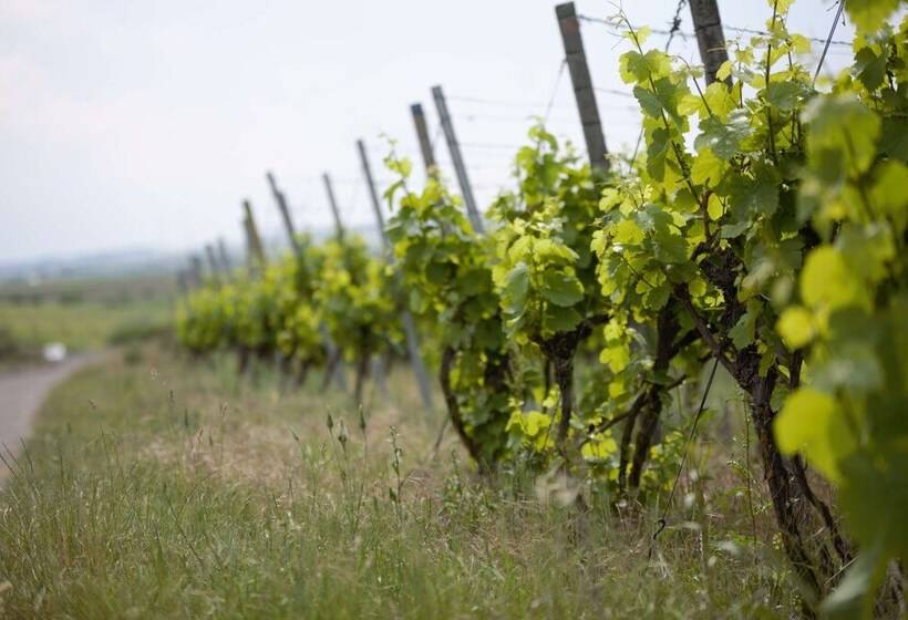 ベッドアンドブレックファースト Winzerstube Familie Schilling