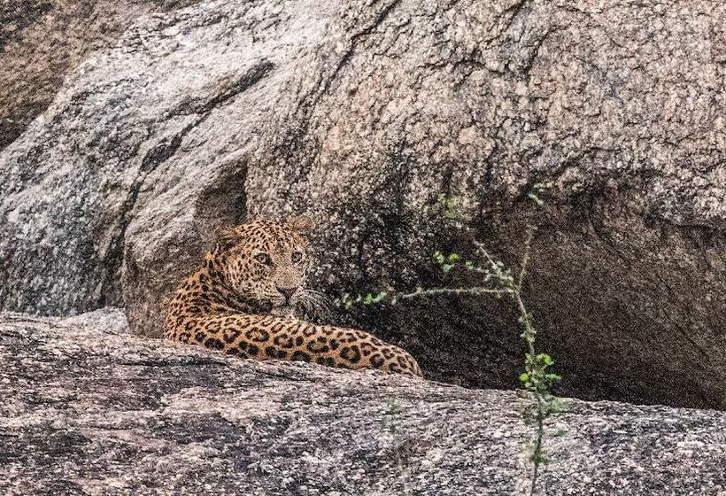 فندق Brij Pola, Jawai   Luxury Jungle Camp With Private Pools