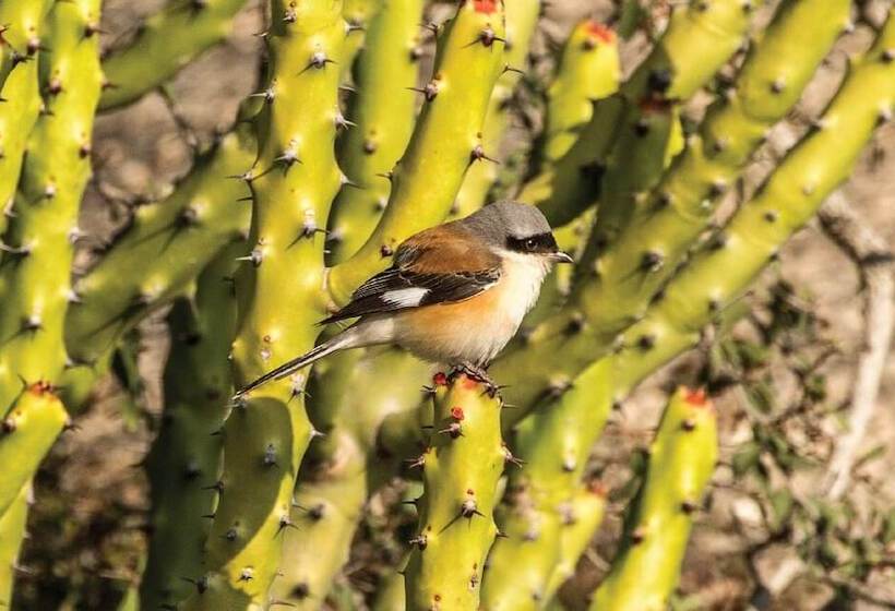 فندق Brij Pola, Jawai   Luxury Jungle Camp With Private Pools