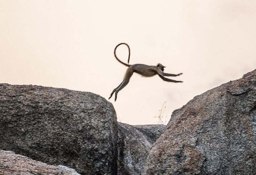 فندق Brij Pola, Jawai   Luxury Jungle Camp With Private Pools