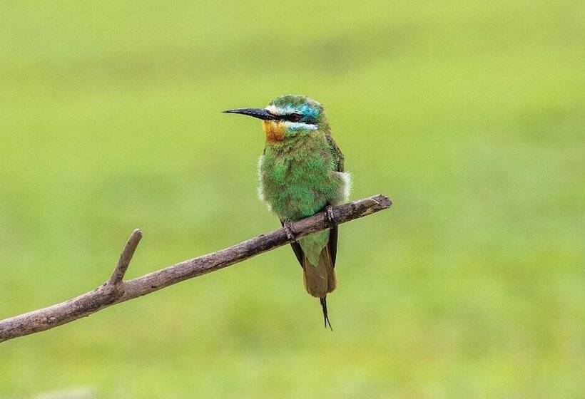 فندق Brij Pola, Jawai   Luxury Jungle Camp With Private Pools