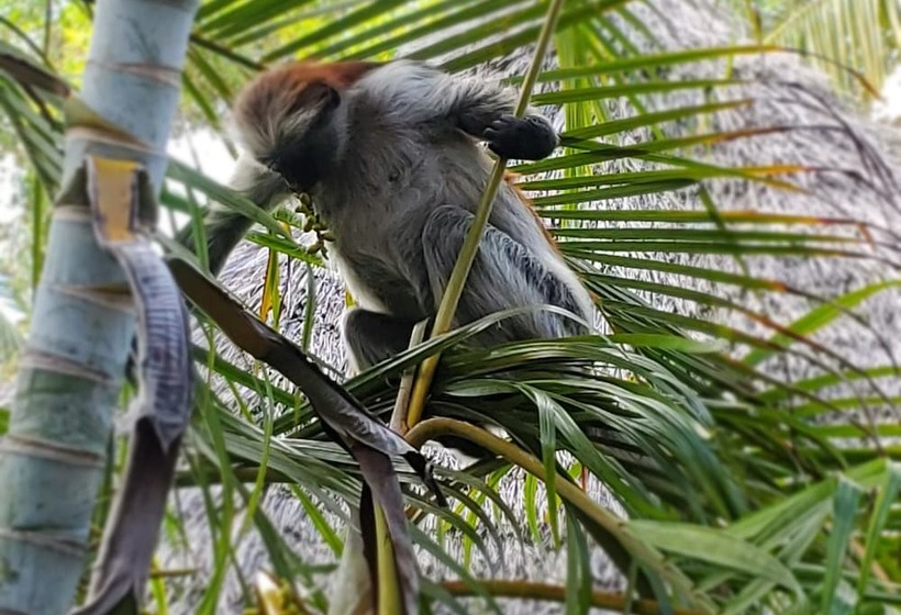 ホテル Kilimani Kwetu Beach