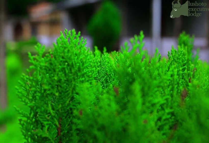 فندق Lushoto Executive Lodge