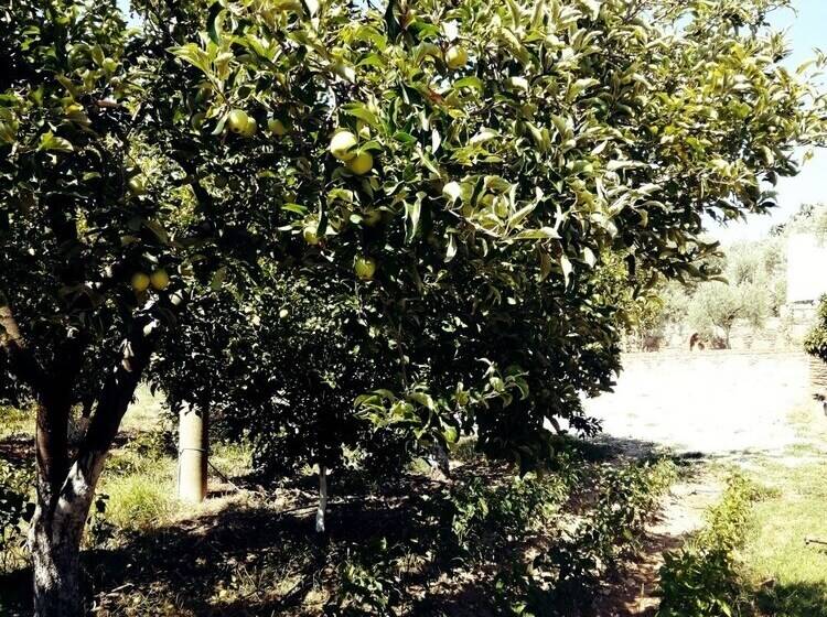 Отель Pir Efes Konakları