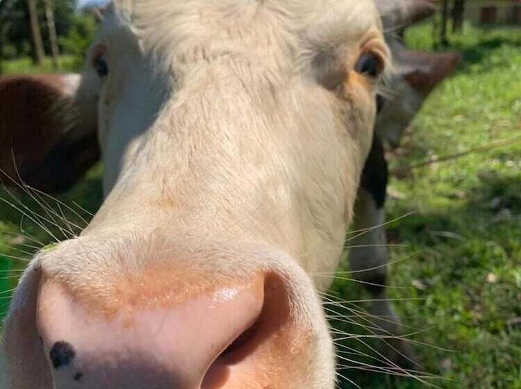 فندق Villa Rodeo Lodge