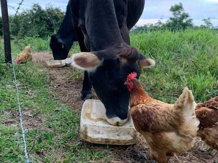 فندق Villa Rodeo Lodge