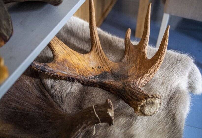 Katkavaara Aurora Apartments