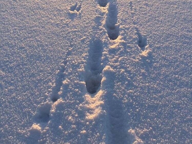 모텔 Lossisaari Tourist Center