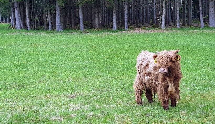 Пансион Feriengut Zum Fürst´n