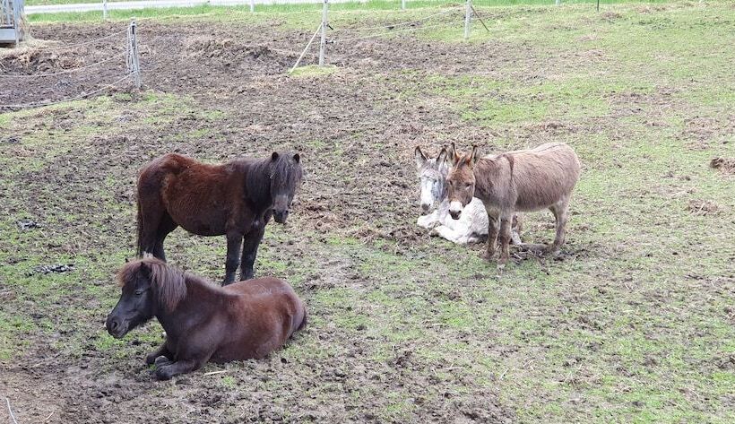 Пансион Feriengut Zum Fürst´n