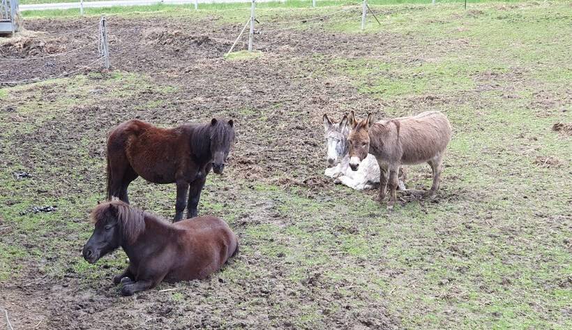 Пансион Feriengut Zum Fürst´n