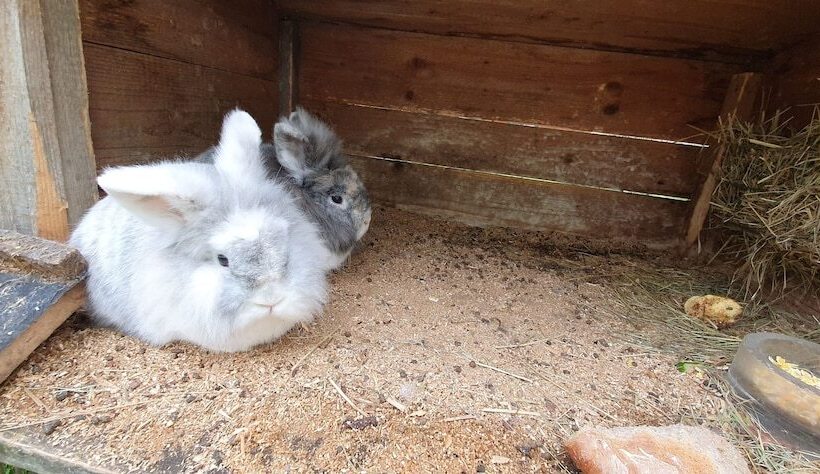 Пансион Feriengut Zum Fürst´n