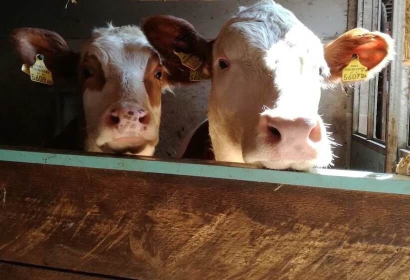 פנסיון Haus Am See