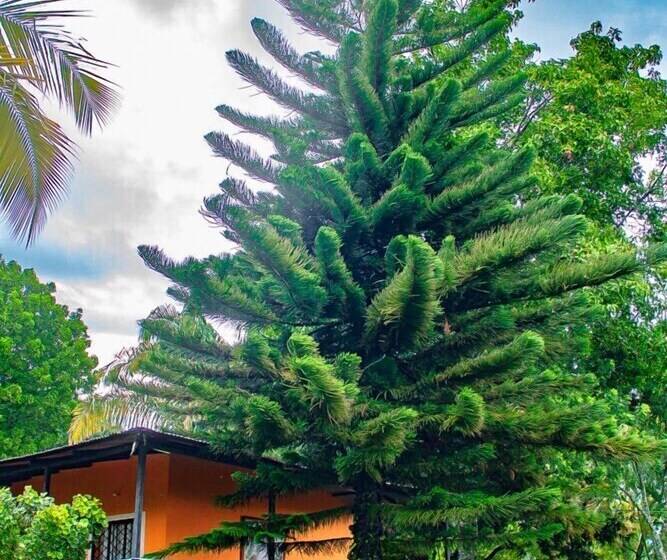 פנסיון Los Palmares Hostel