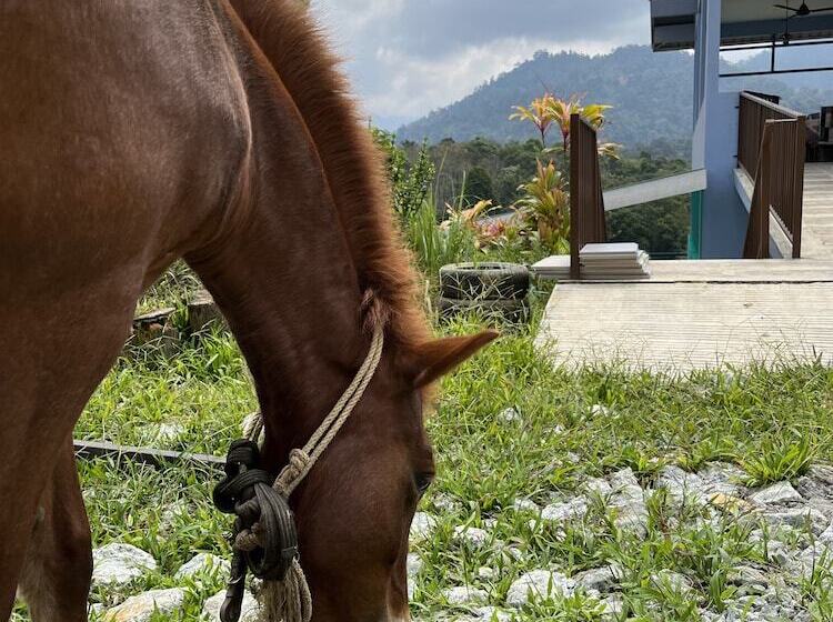 פנסיון Nana S Homestay