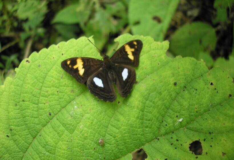 پانسیون Toucan Platinum Suites Apart