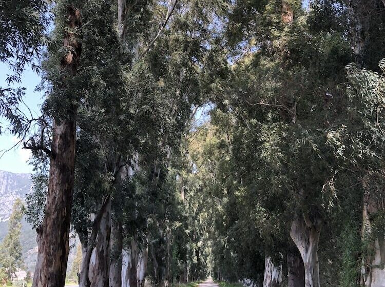 بنسيون Bhavana Gokova