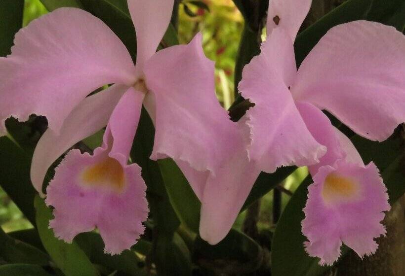 בית מלון כפרי Bordones