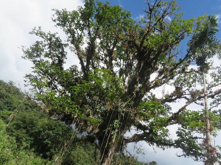 בית מלון כפרי Bordones