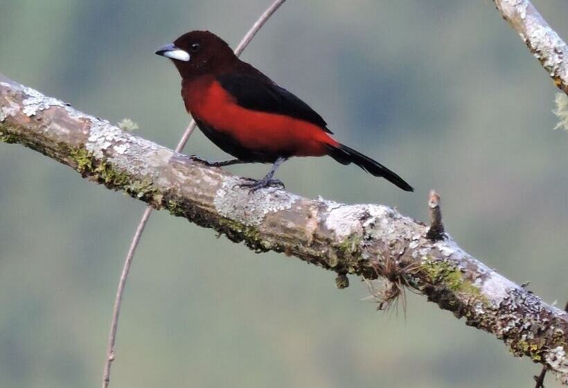 בית מלון כפרי Bordones