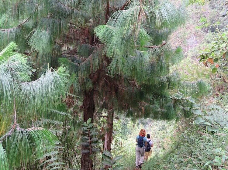בית מלון כפרי Bordones