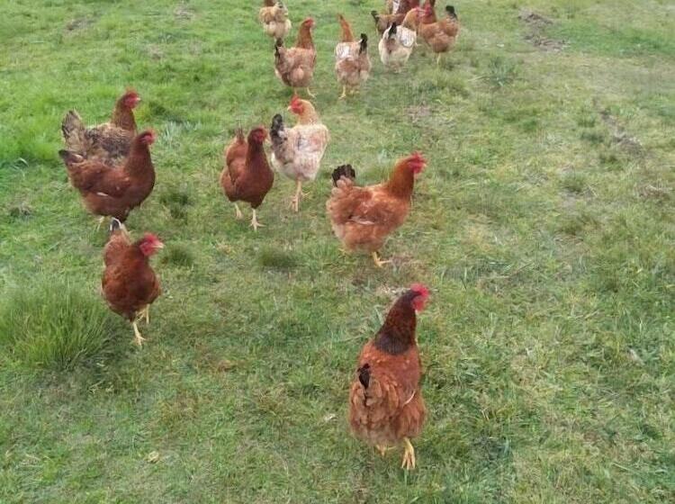 فندق Pousada Do Pampa