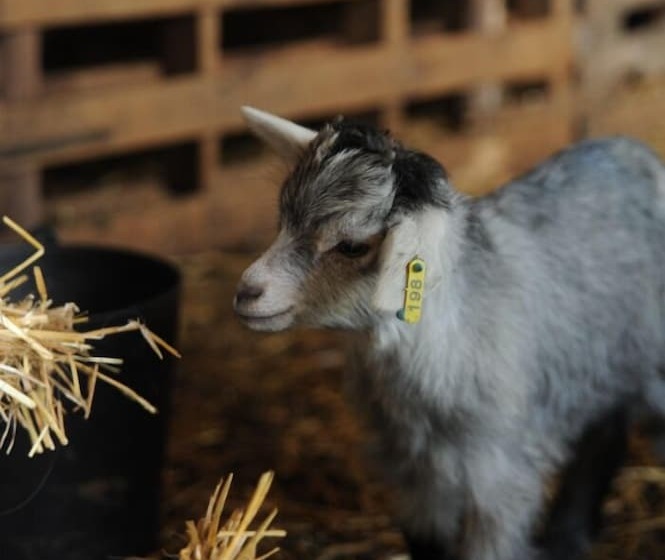 田舎風ホテル Vumba   The Alembic