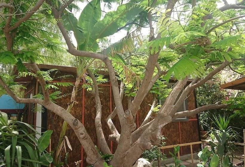 بنسيون Green Bungalow