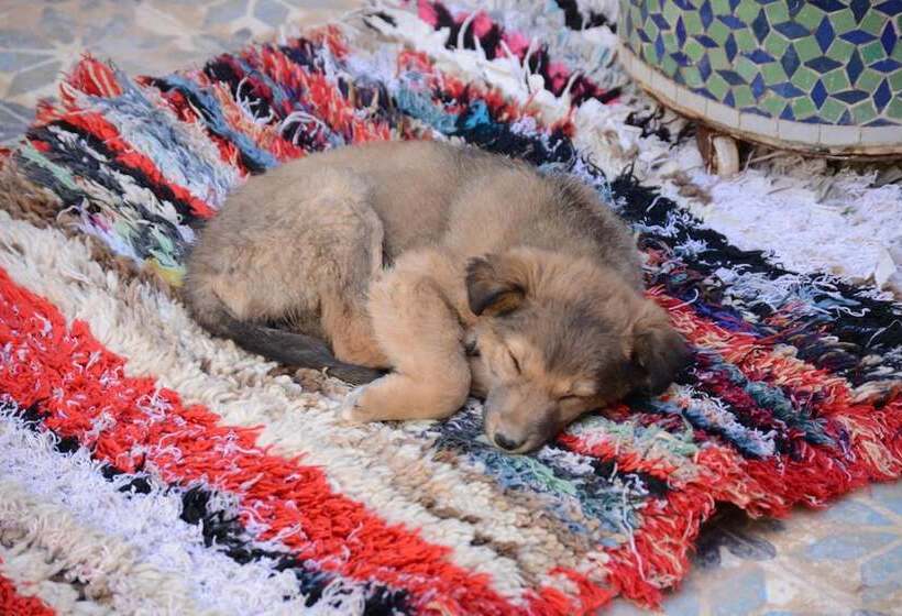 膳宿费 Kasbah Panorama Oasis