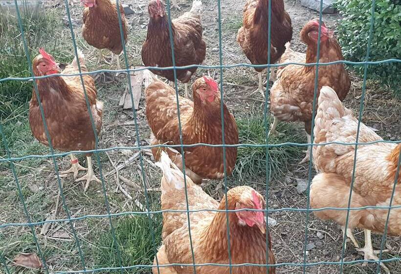 Пансион Koromatua Homestead