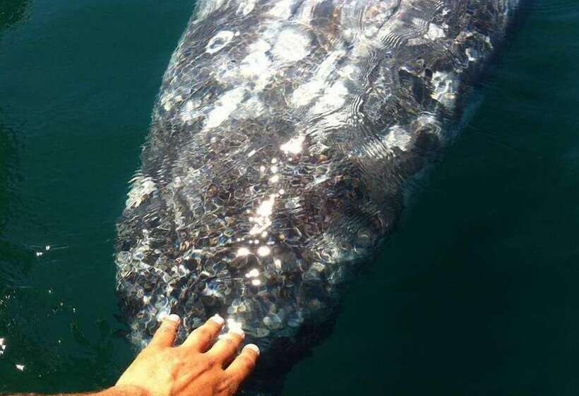 Bed and Breakfast Alcatraz