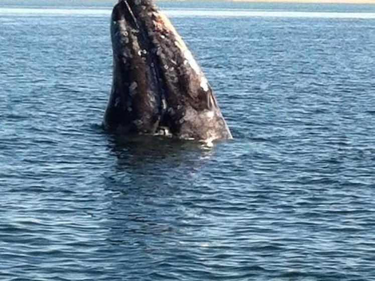 Bed and Breakfast Alcatraz