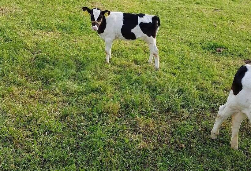 민박 Haznedar Bungalow