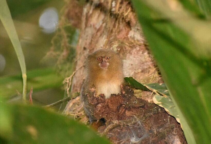 هتل Amazon Lodge Adventures