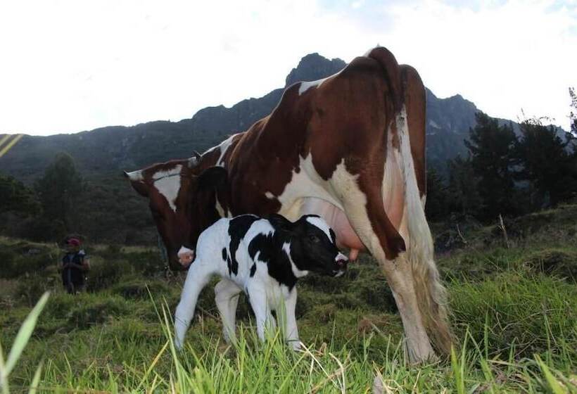 فندق Complejo Turístico Intihuatana