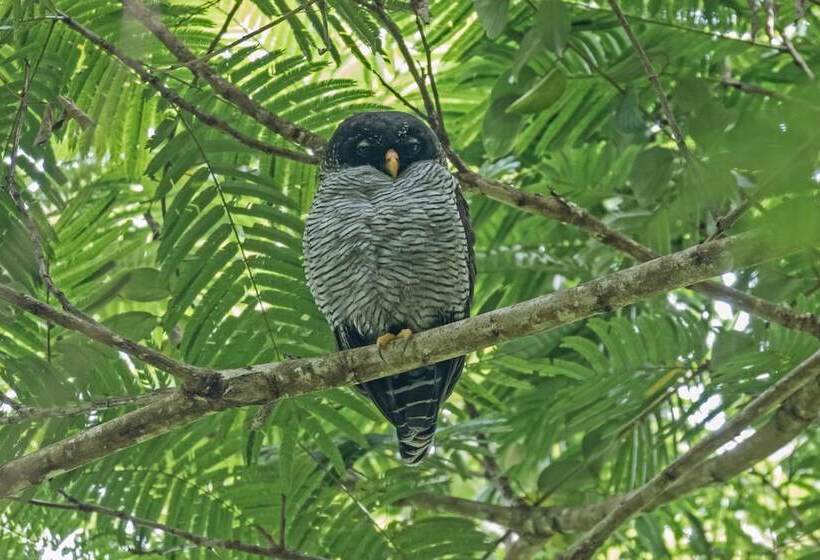 فندق La Fortuna Lodge
