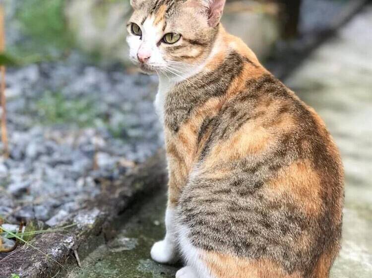 هتل Phuc Sinh Homestay