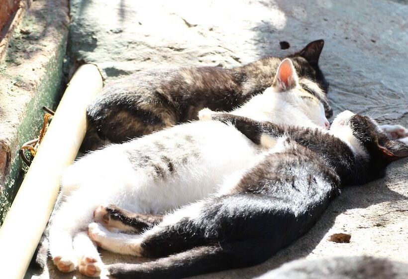 Hotel Pousada Campos Místicos