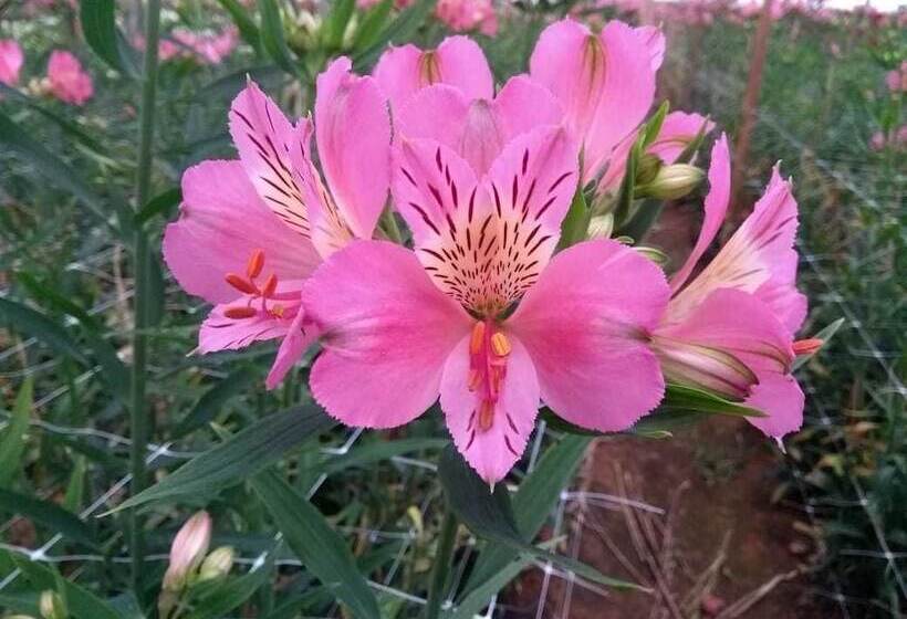 ホテル Pousada Das Flores