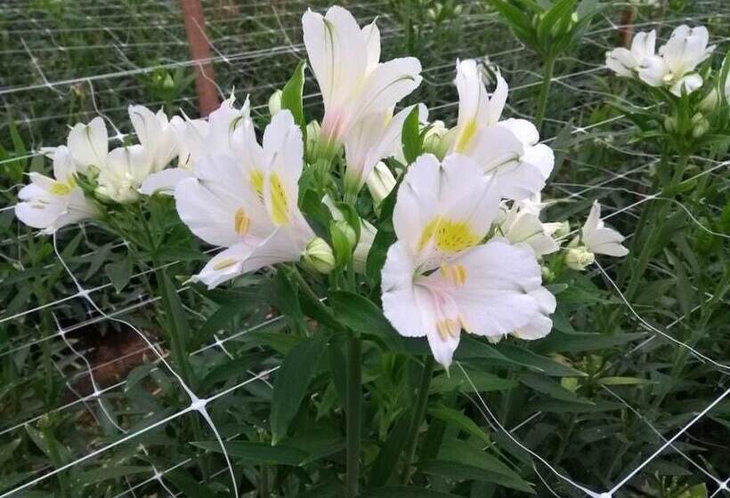 ホテル Pousada Das Flores