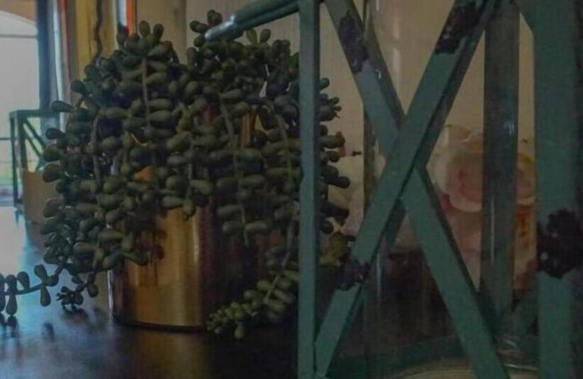 Las Margaritas Hostal