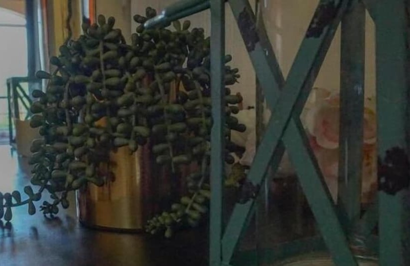 Las Margaritas Hostal