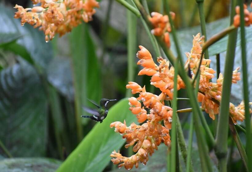 膳宿费 La Cañita De Pacto