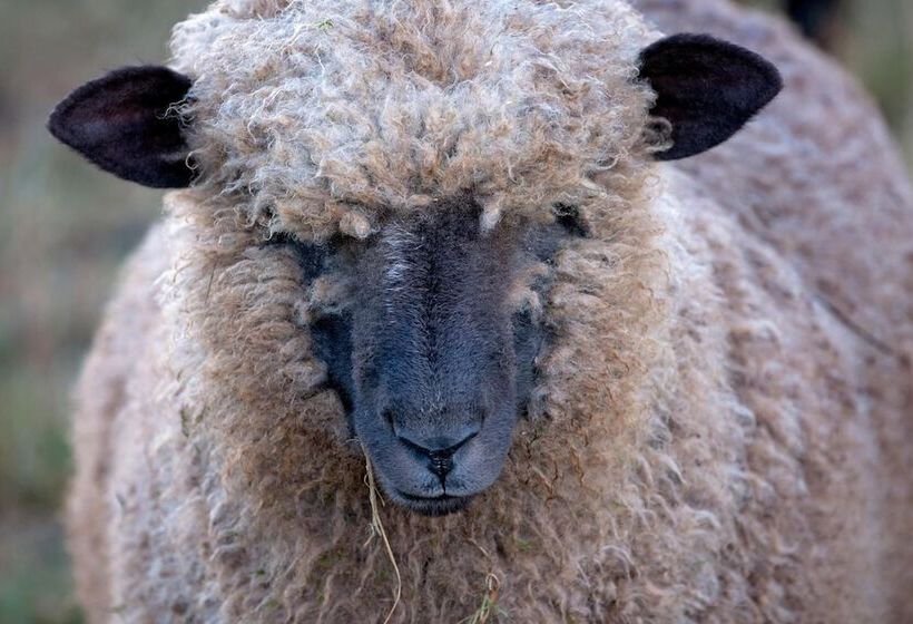 פנסיון Loch Sloy Farmstay