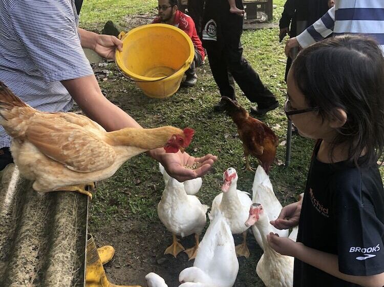 膳宿费 Tokwan S Agro Village