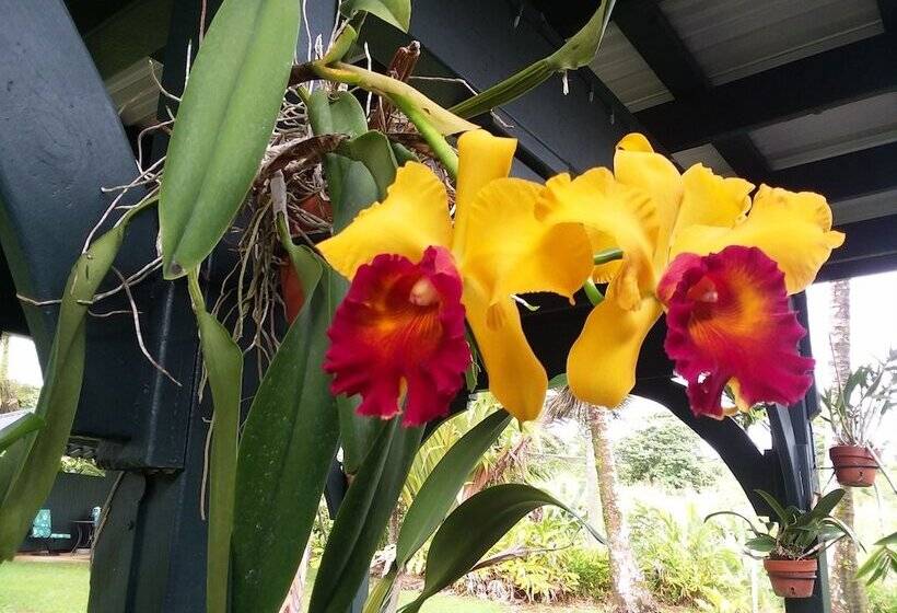 צימר Island Goode S   Luxury Adult Only Accommodation Near Hilo